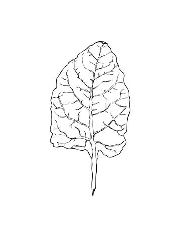 Chard Leaf Coloring Page